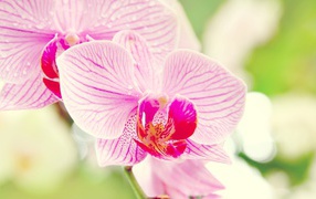 	   Pink Orchid