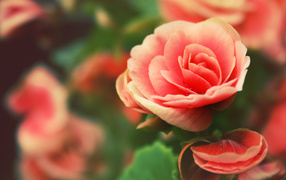 Розовый цветок Роза