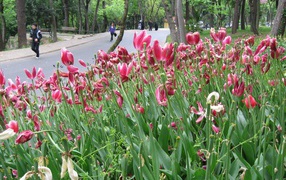 	   Pink tulips on the road