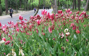 Розовые тюльпаны у дороги