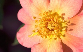 Пестики цветка