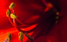 Пестики красного цветка