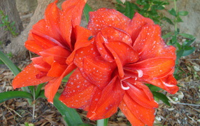 Красные цветы с каплями