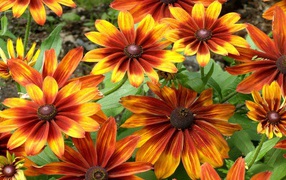 Красно желтые цветы