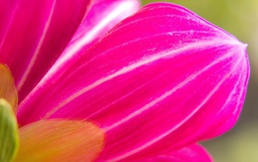 Розовый лепесток цветка