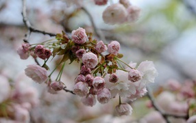 	   Spring bloom in Japan