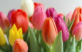 	   Spring multicolored tulips
