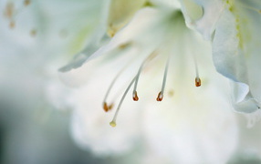 Тычинки и пестик цветка