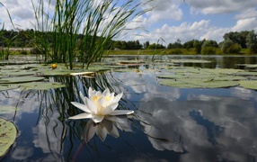 	   The flower on the water