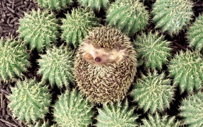 	   The hedgehog in cactuses