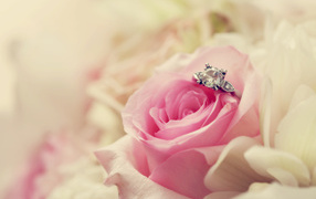 В розе лежит кольцо