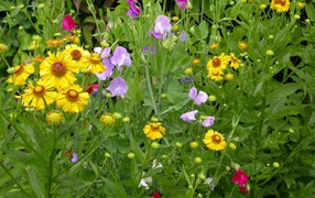 Заросли цветов