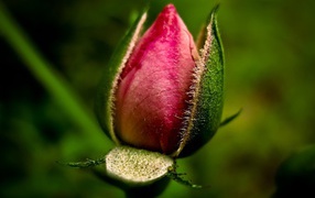 Нераспустившийся бутон розы
