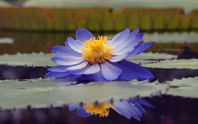 Водяная лилия на пруду