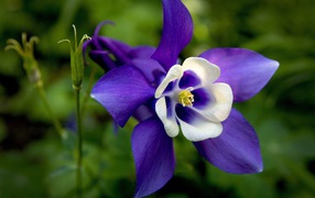 	   White blue flower