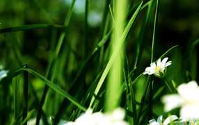 Белый цветок в траве