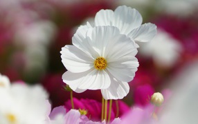 Белые цветки космеи