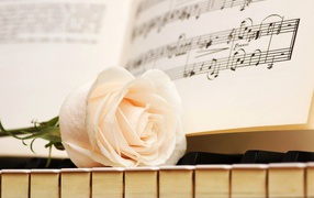 Белая роза на клавишах рояля