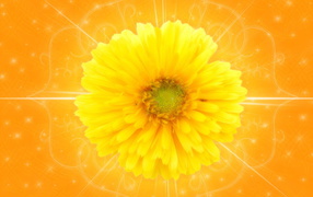 Желтый цветок на оранжевом фоне