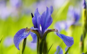 Ирис только распустился
