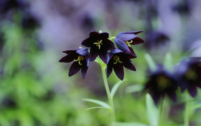 Черные колокольчики