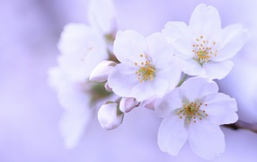 Яблоневый цвет