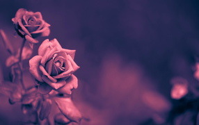 Кремовая роза