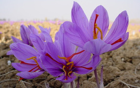 Цветы шафран 