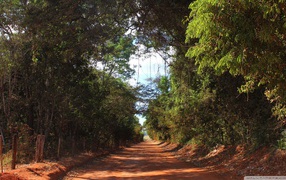 Аллея в лесу