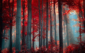 Осенний лес