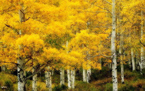 Autumn in a birch forest