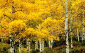 Осень в березовой роще