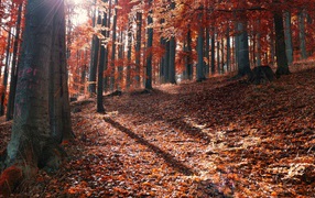 Осень в лесу