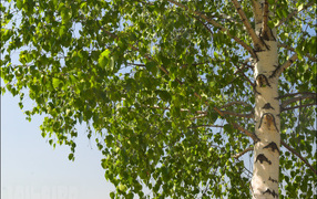 Береза на фоне неба