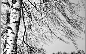 Береза зимой