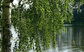 Bereza on the river bank