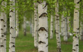 Березовая роща