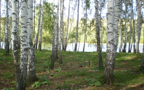 Birch Grove at Lake