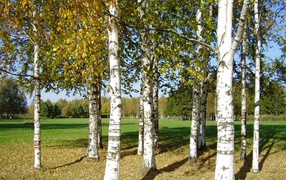 Березы на поляне