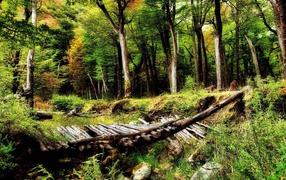 Разрушенный деревянный мост