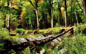 Разрушенный деревянный мост