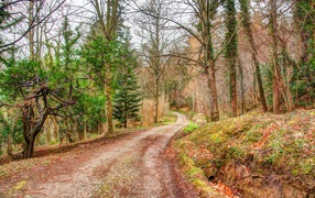 Мрачный лес осенью