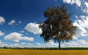 Одинокая береза