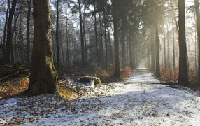 Path in the forest covered with snow
