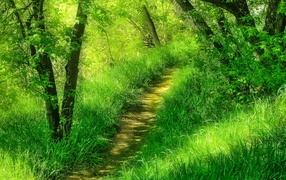 Тропинка среди лесной травы