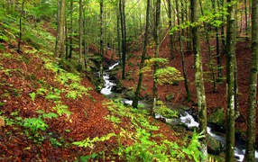 Быстрый ручей в лесу