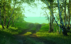 Дорога среди берез