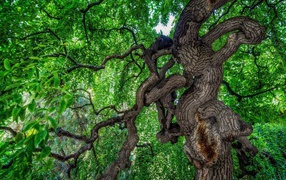 Сильно изогнутое дерево в лесу