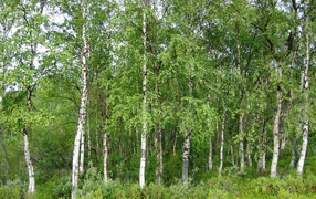 Summer birch grove