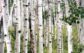 Белая береза